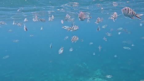 Increíble-Escuela-De-Peces-De-Arrecife-Con-Rayas-Blancas-Y-Negras-Que-Llegan-A-La-Superficie-Del-Agua.