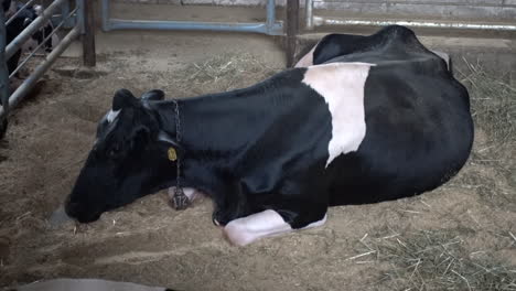 a holstein dairy cow rests in her pen