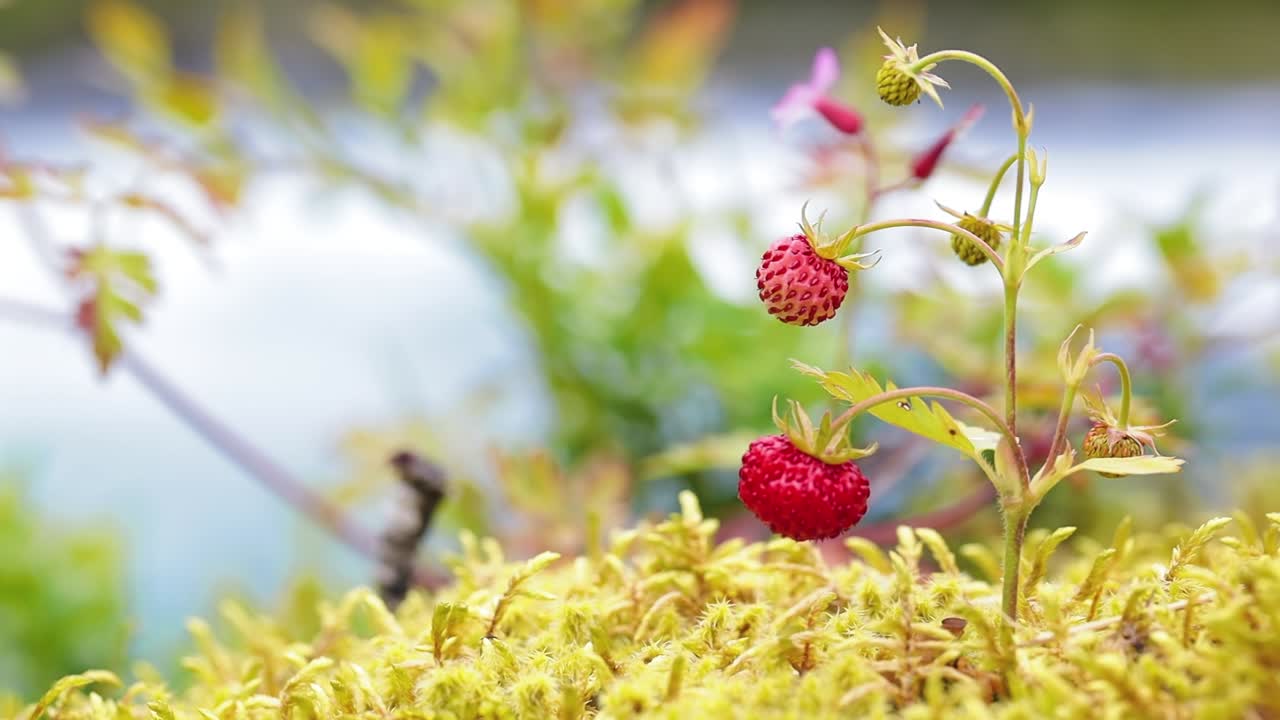 Berry of ripe strawberries close up. Nature of Norway