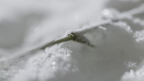 abstract timelapse macro shot of frozen flower melting