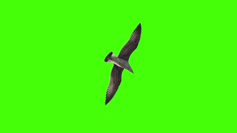 bird flying over the head on chroma key