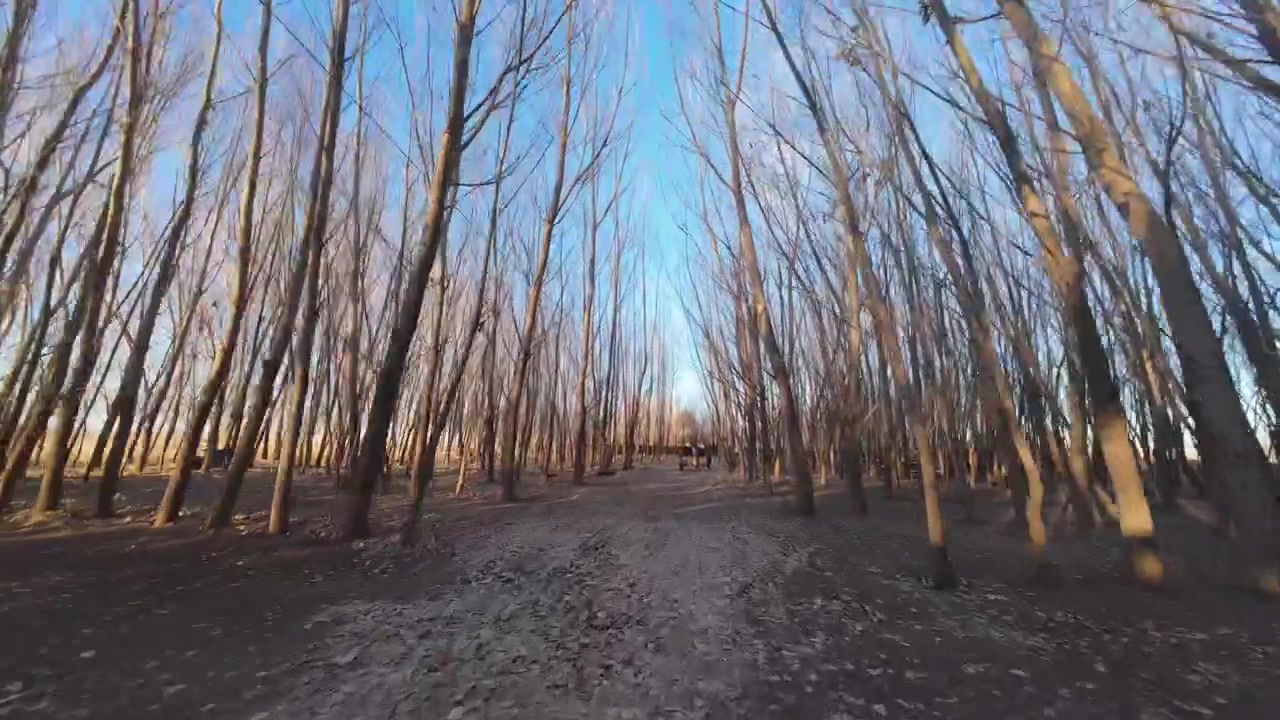 Un video dinamico con drone FPV che vola lungo un sentiero sterrato fiancheggiato da alti pioppi, oltre vecchi camion arrugginiti a Laberintos Carmona a Malargüe