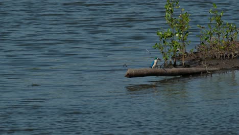 Seen-flying-from-the-left-to-the-right-as-the-camera-follows-it-to-its-perch,-collared-kingfisher-Todiramphus-chloris,-Thailand