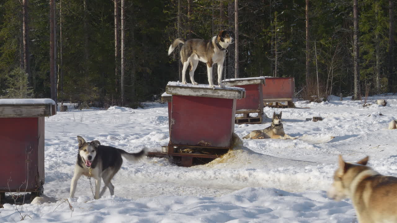 Dogs walking freely in outdoor kennel in Finnish winter. Slow pan right