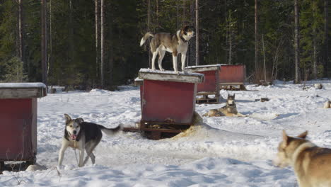 dogs walking freely in outdoor kennel in finnish winter. slow pan right