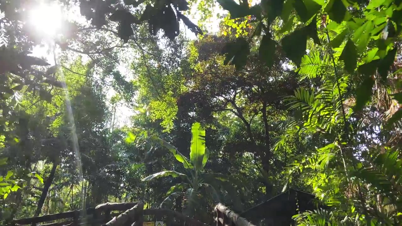 Sentiero con passerella di legno attraverso una lussureggiante foresta pluviale tropicale