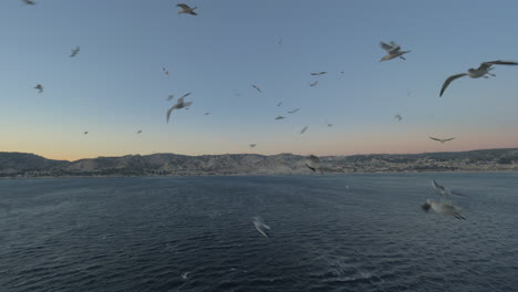 seagulls following the cruise ship