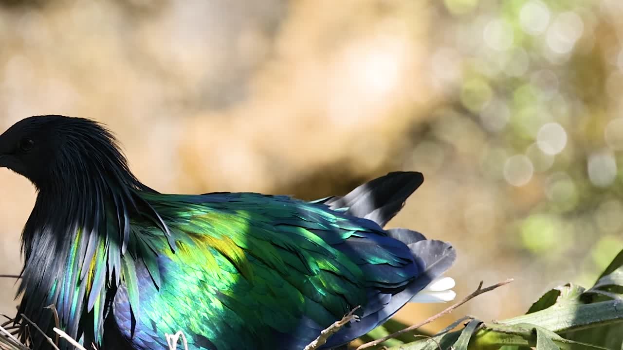 A Nicobar pigeon displays vibrant feathers while resting on a nest of twigs and leaves.
