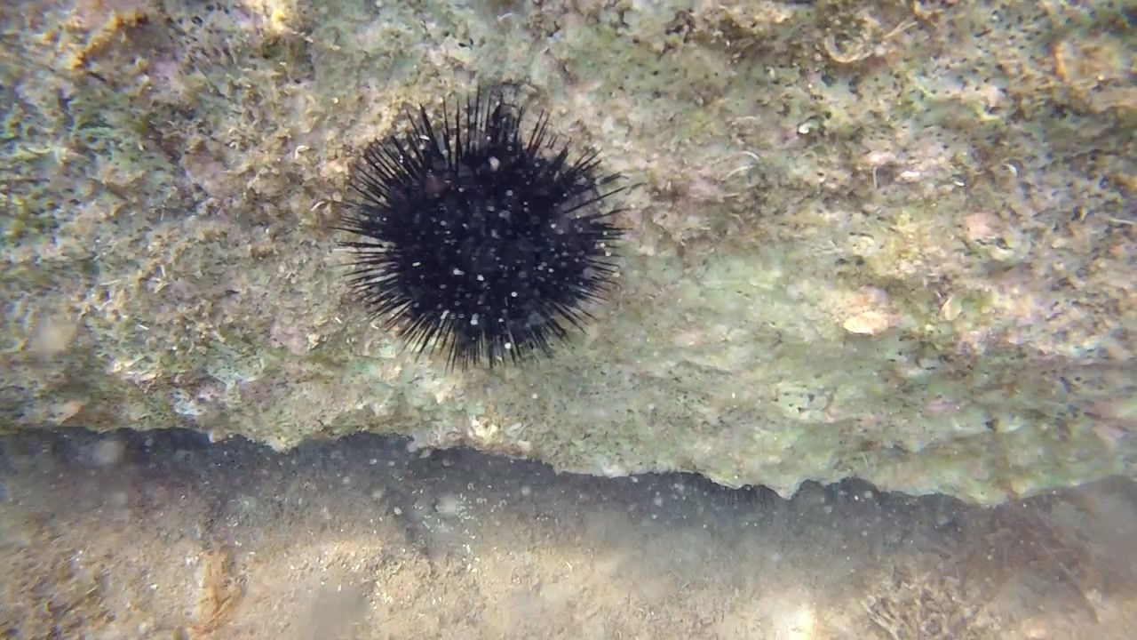 Scatto subacqueo dettagliato di un riccio di mare nero attaccato a una roccia chiara, circondato da alghe e pietre sotto acqua di mare limpida.
