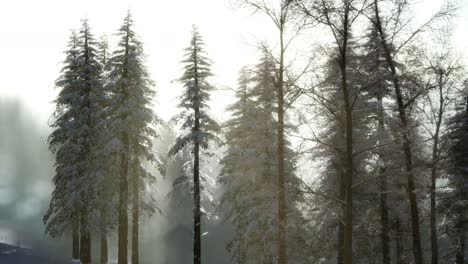 splendid christmas scene in the mountain forest. colorful winter sunrise