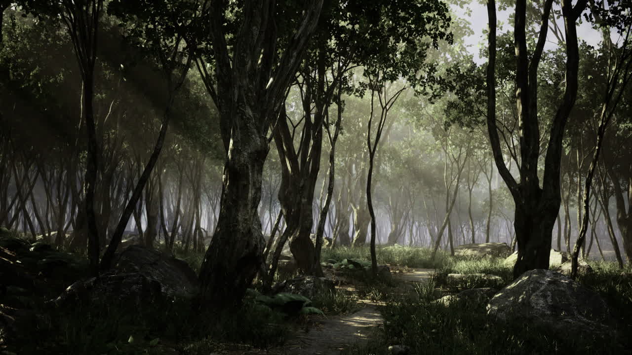 Mysterious forest path invites exploration on a foggy morning