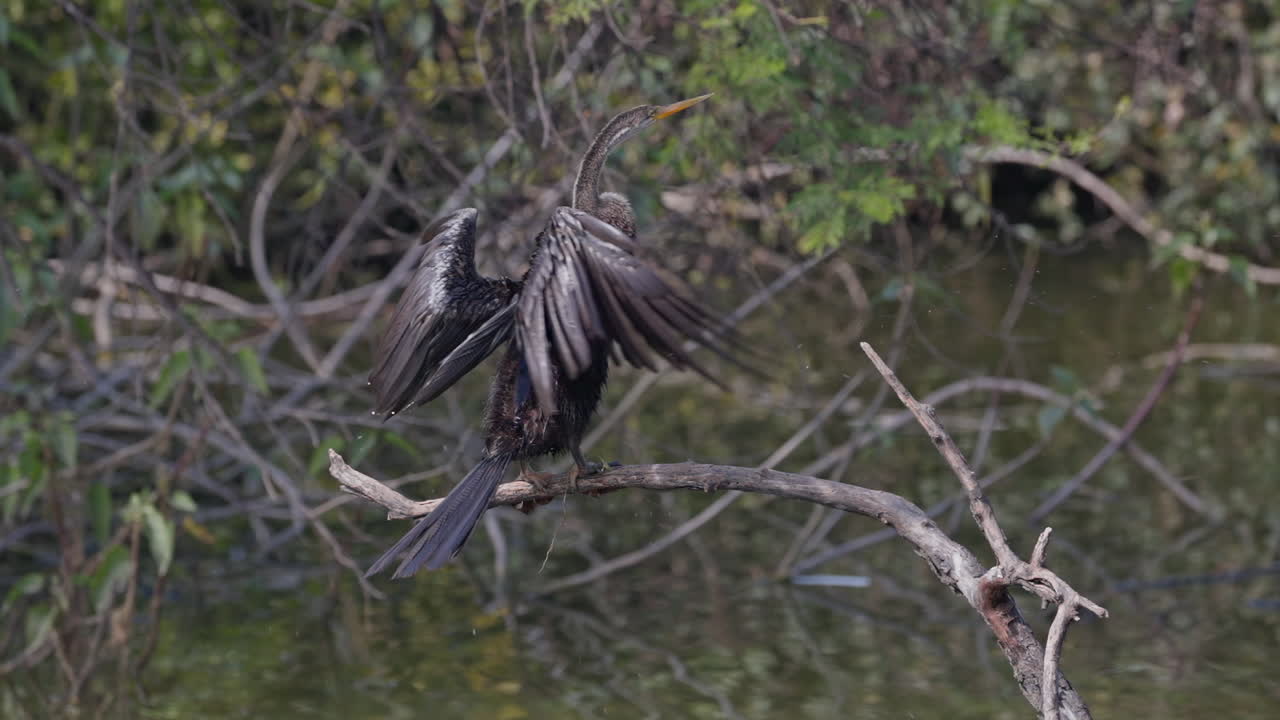 A darter bird perched on the tree branch and drying it's wings in the sunlight in keoladeo bird sanctuary, India