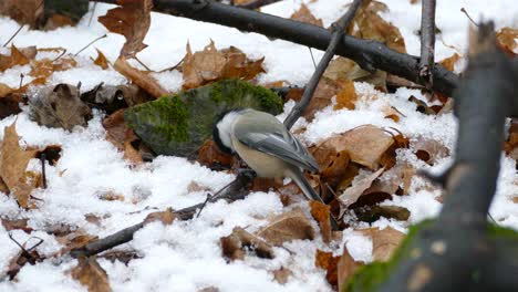 Las-Hojas-De-Otoño-Caídas-Se-Mezclan-Con-Nieve-Fresca-A-Finales-De-Otoño-Y-No-Molestan-A-Las-Aves