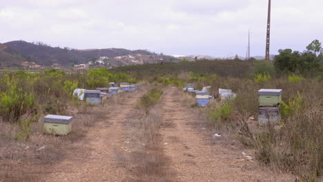 wide-shot-of-old-beehives-in-the-middle