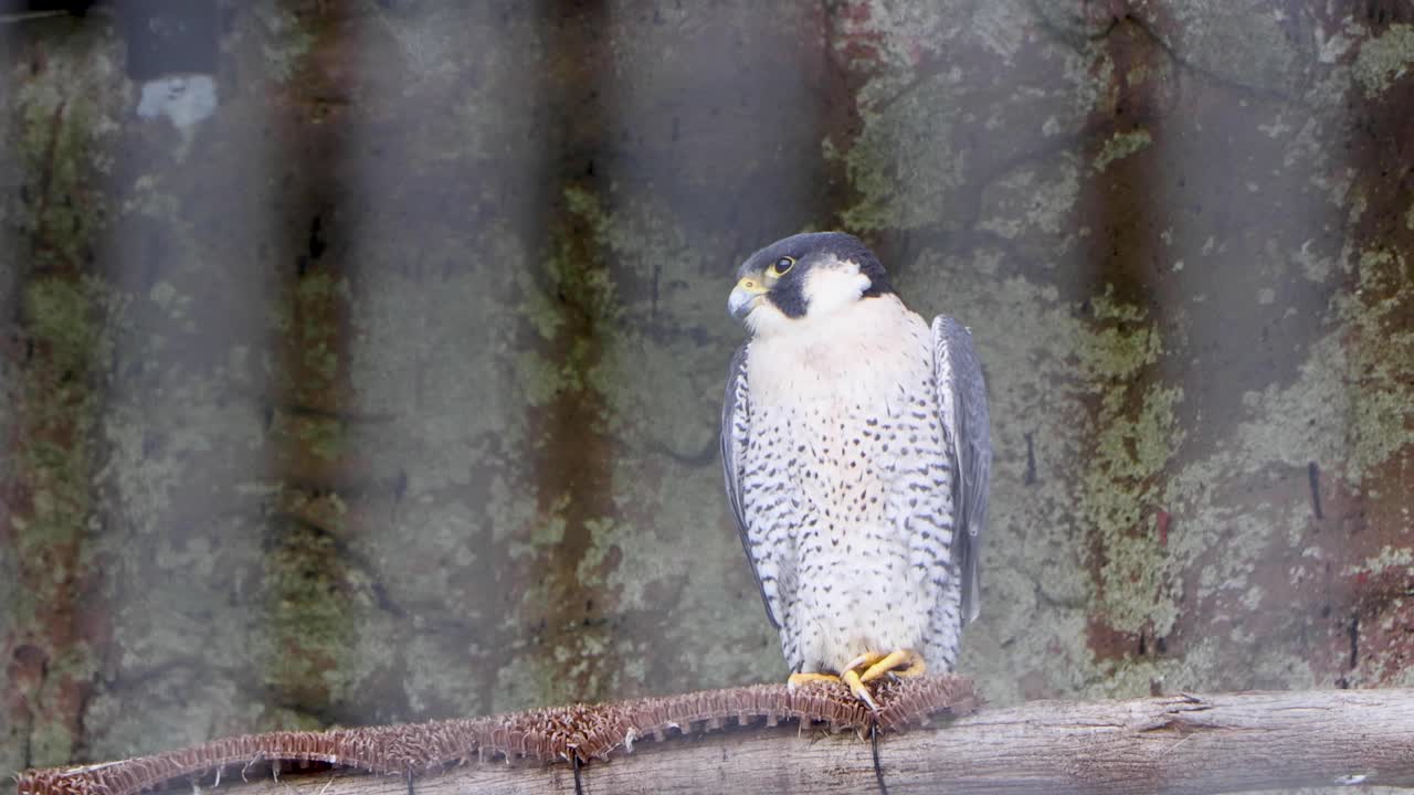 요코하마 최고의 전망