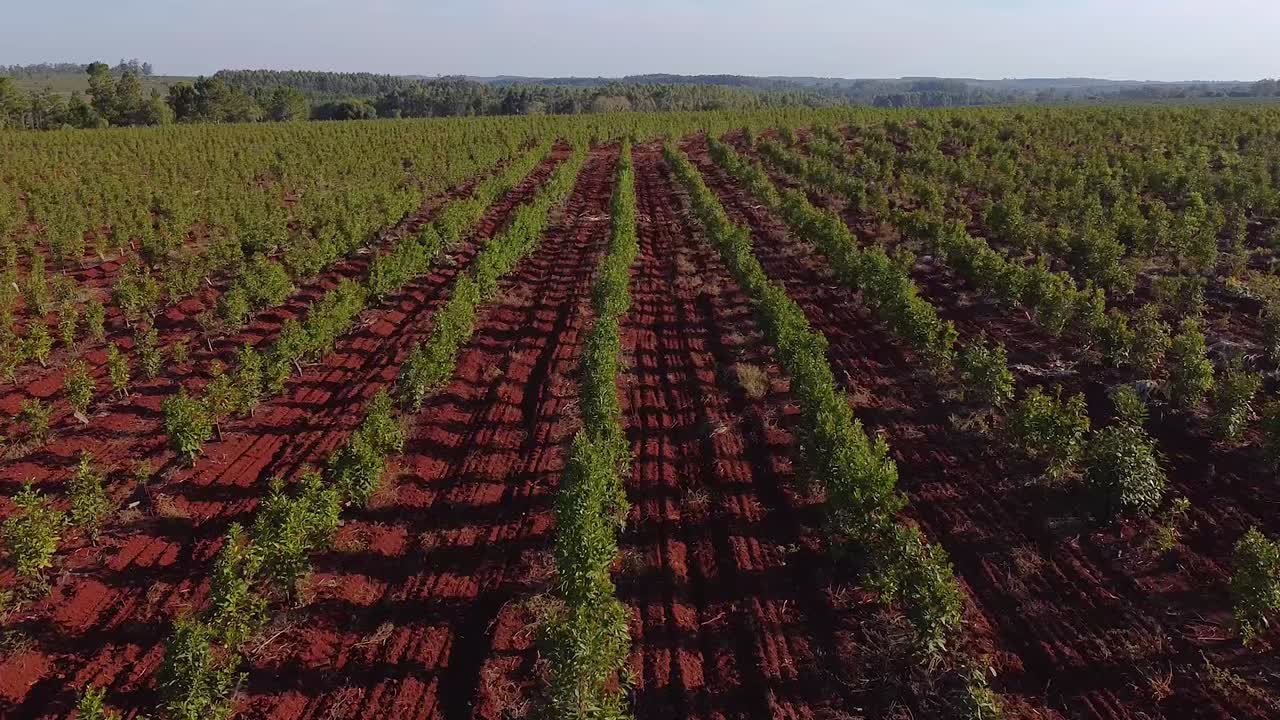 imágenes aéreas de jóvenes plantaciones de yerba mate, bebida tradicional de argentina
