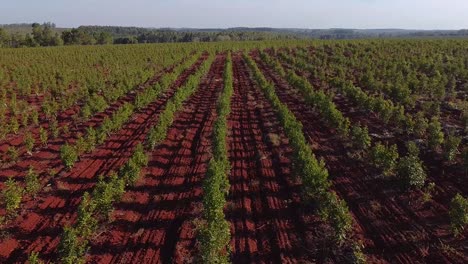 aerial footage of young yerba mate plantations, traditional drink of argentina