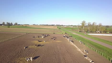 Countryside-Farm-on-Sunny-Day,-Drone-Aerial-View-of-Herd-of-Cows-on-Dusty-Land