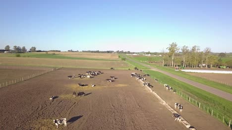 countryside farm on sunny day, drone aerial view of herd of cows on dusty land