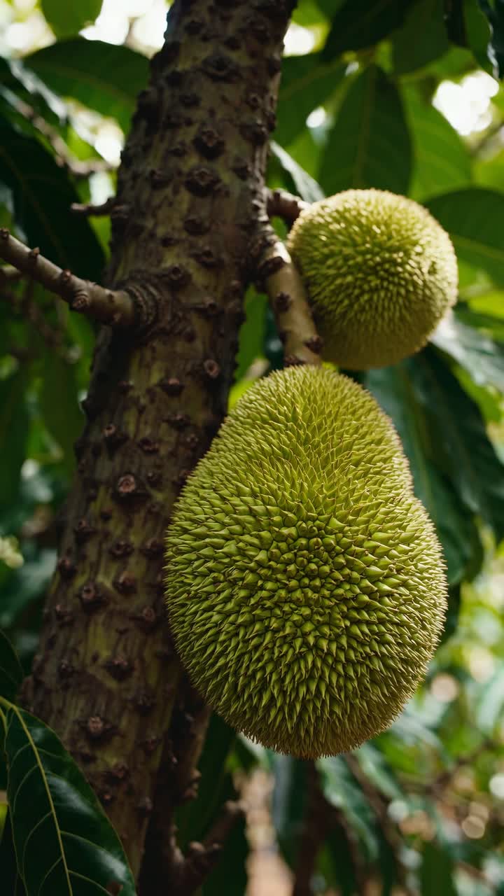 Close-up video concept of durian fruit on a tree, captured from a low angle