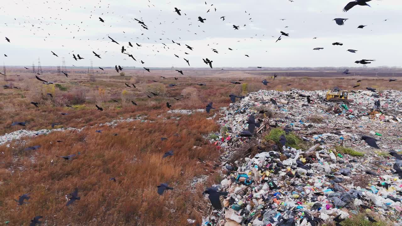 Crows at a Landfill