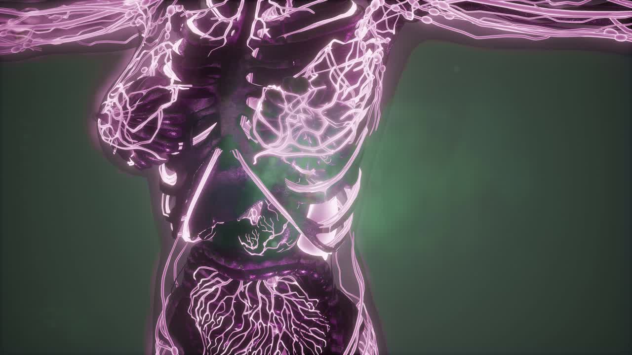 cuerpo humano con vasos sanguíneos brillantes