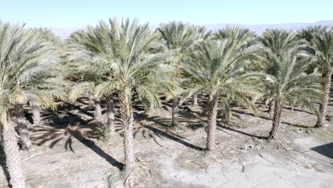 gran vivero de palmeras en coachella, california con video de drones de cerca y moviéndose hacia arriba