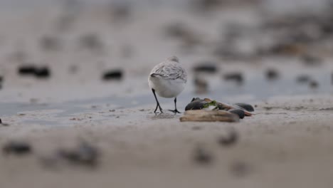 snowy plover on the beach