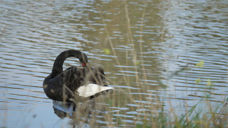 Australischer-Schwarzer-Schwan,-Der-Seine-Flügel-Entlang-Eines-Ruhigen-Flusses-Putzt,-Zeitlupe