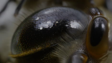 macro shot of an insect's compound eye