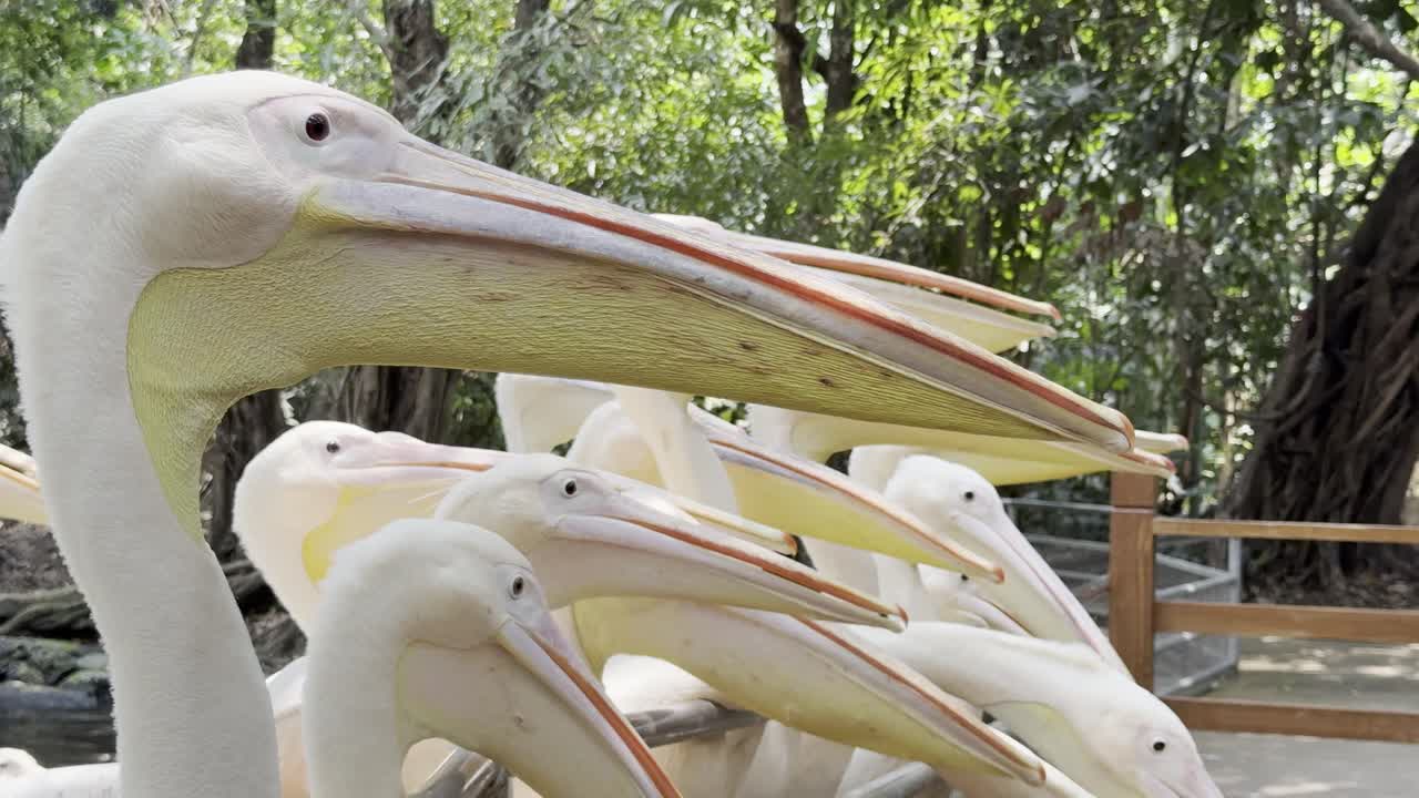 Brown pelican Bird in Bangkok thailand