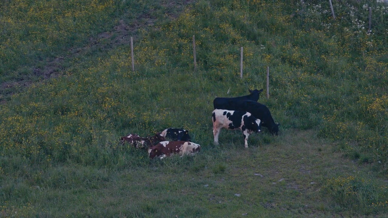 Mucche pascolano su pascoli verdi nella campagna rurale della Norvegia. Inquadratura ampia