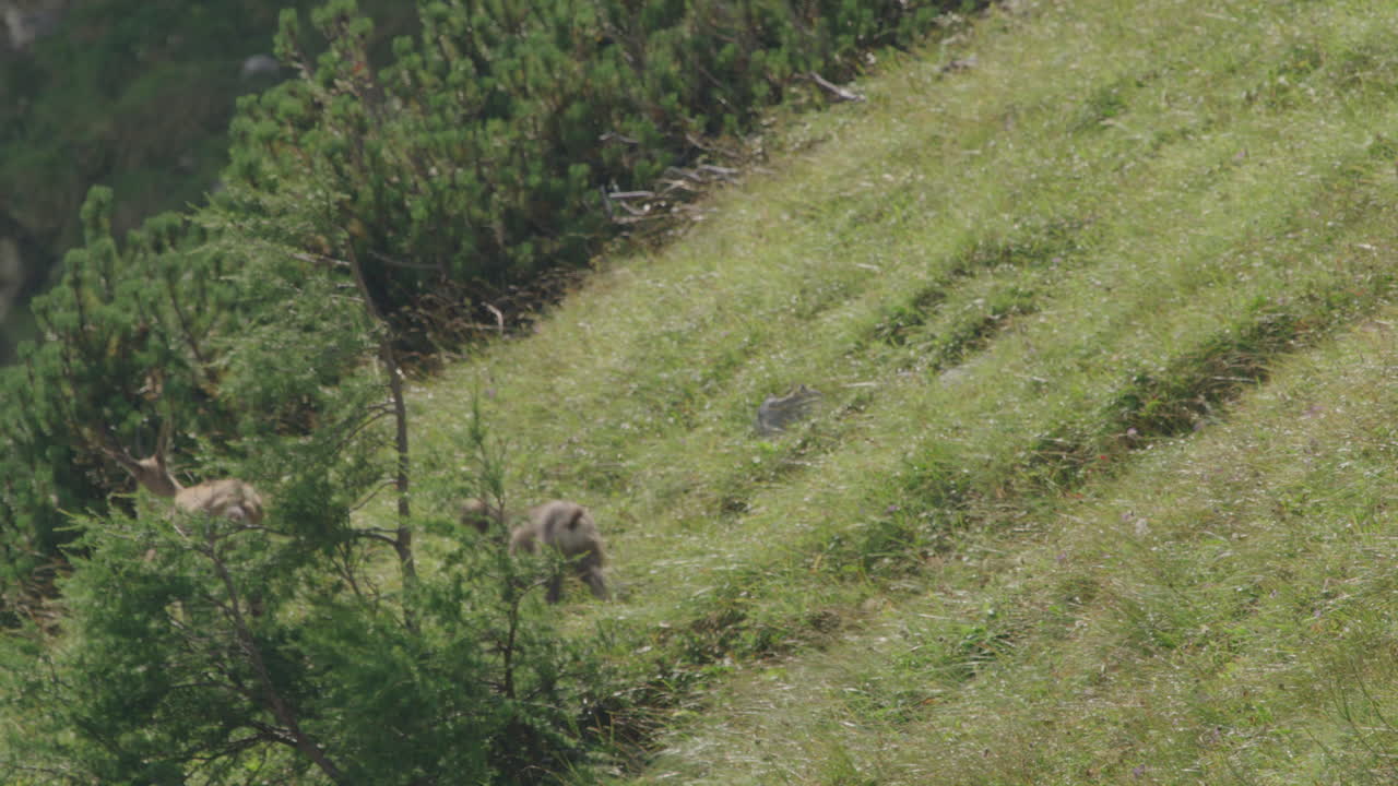 toma en cámara lenta de una madre de gamuza con cachorro caminando sobre un prado de montaña