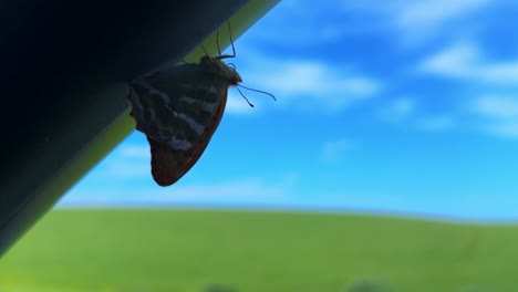 a beautiful butterfly perched gracefully on a black surface, against a vivid blue and green background of nature, captured in close-up detail