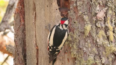 gran pájaro carpintero manchado en un árbol en busca de comida. gran carpintero manchado (dendrocopos major) es un carpintero de tamaño mediano con plumaje negro y blanco y una mancha roja en la parte inferior del vientre