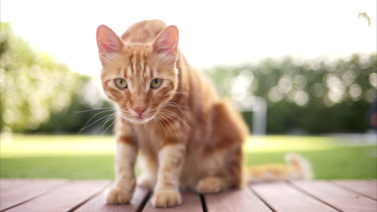Gatto rosso fuori vicino a una piscina a Cipro