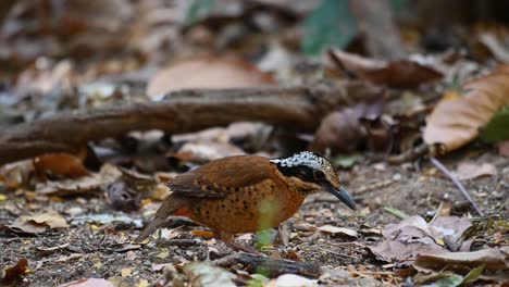 eared pitta, hydrornis phayrei, thailand