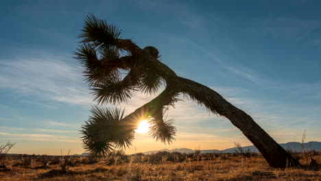 Una-Puesta-De-Sol-Dorada-En-El-Desierto-De-Mojave-Con-Un-árbol-De-Joshua-En-Primer-Plano---Lapso-De-Tiempo-De-Movimiento-De-Gran-Angular-Deslizante