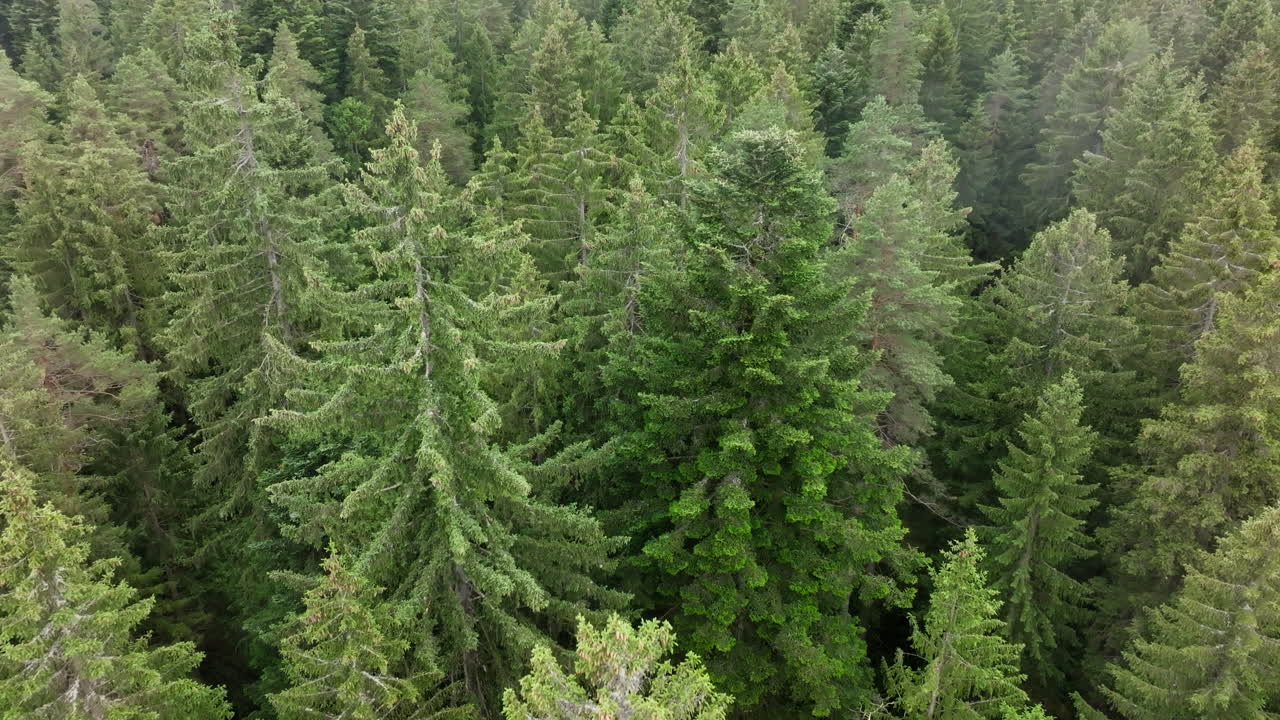 Aerial footage moving forward over treetops in forest