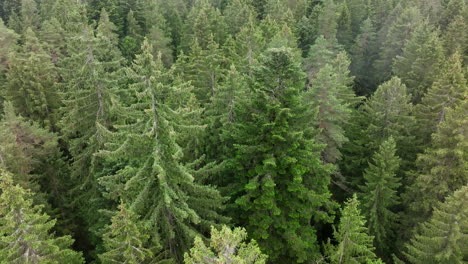 aerial footage moving forward over treetops in forest