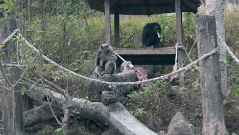 black-and-gray-gorillas-climb-on-lying-tree-trunk-and-rest