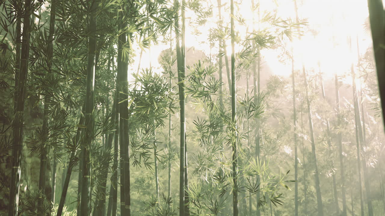Lush bamboo forest basking in soft sunlight during early morning hours