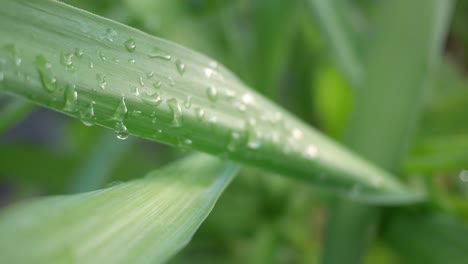 Tiro-De-Gotas-De-Lluvia-Sobre-Una-Hoja-De-Palma-Verde-Sobre-Un-Fondo-Borroso