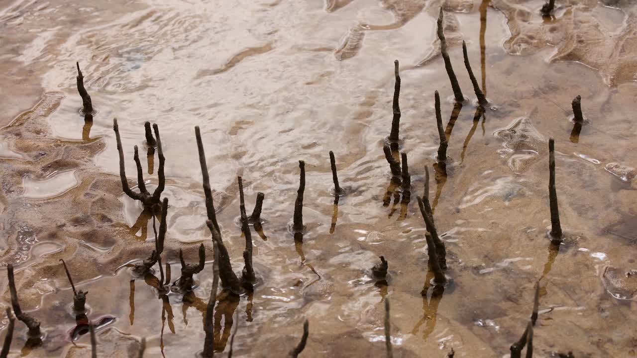 Mangrove pneumatophores emerge from tidal estuary water, gentle camera pan, natural daylight