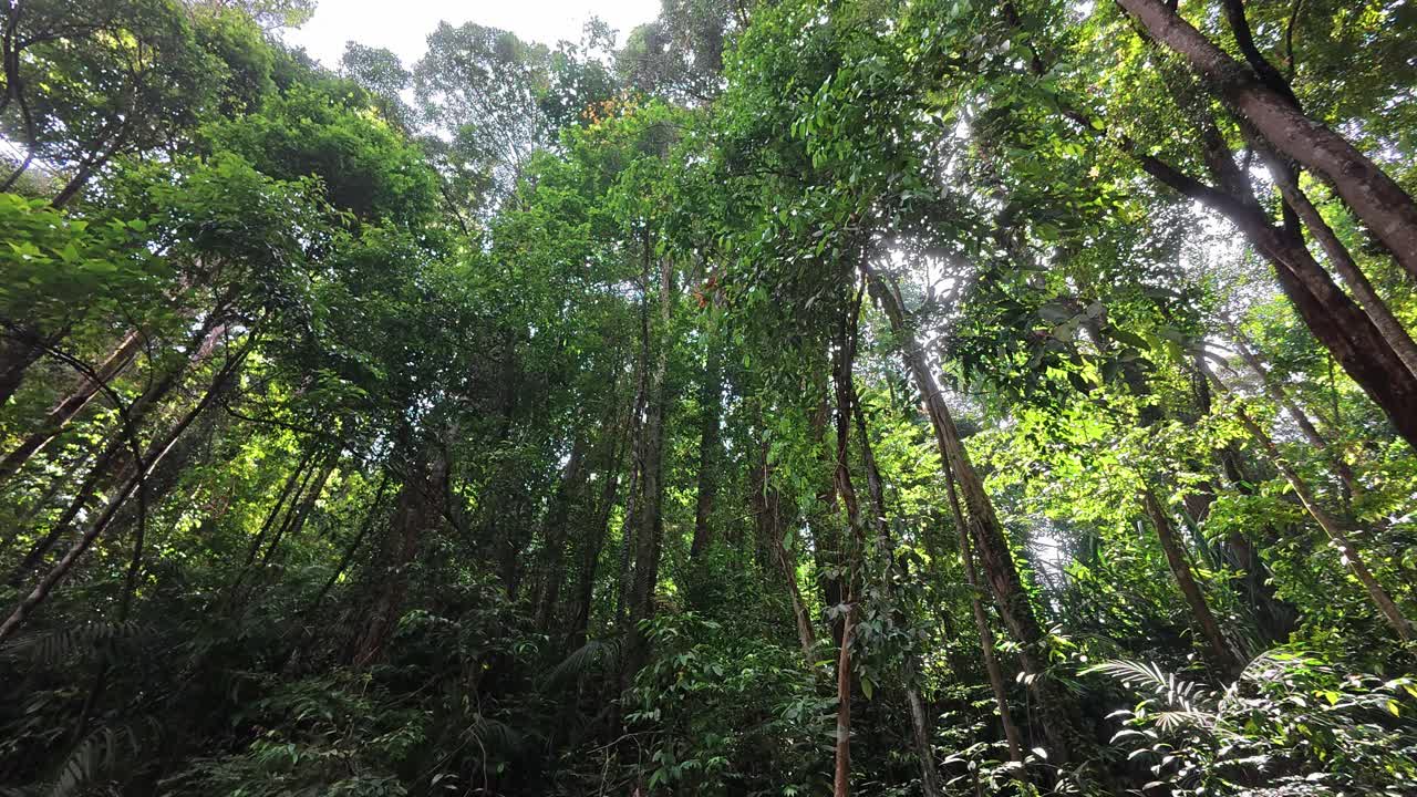 A dense rainforest canopy features towering trees with a thick, lush undergrowth below. The vegetation creates a profound, stratified ecosystem