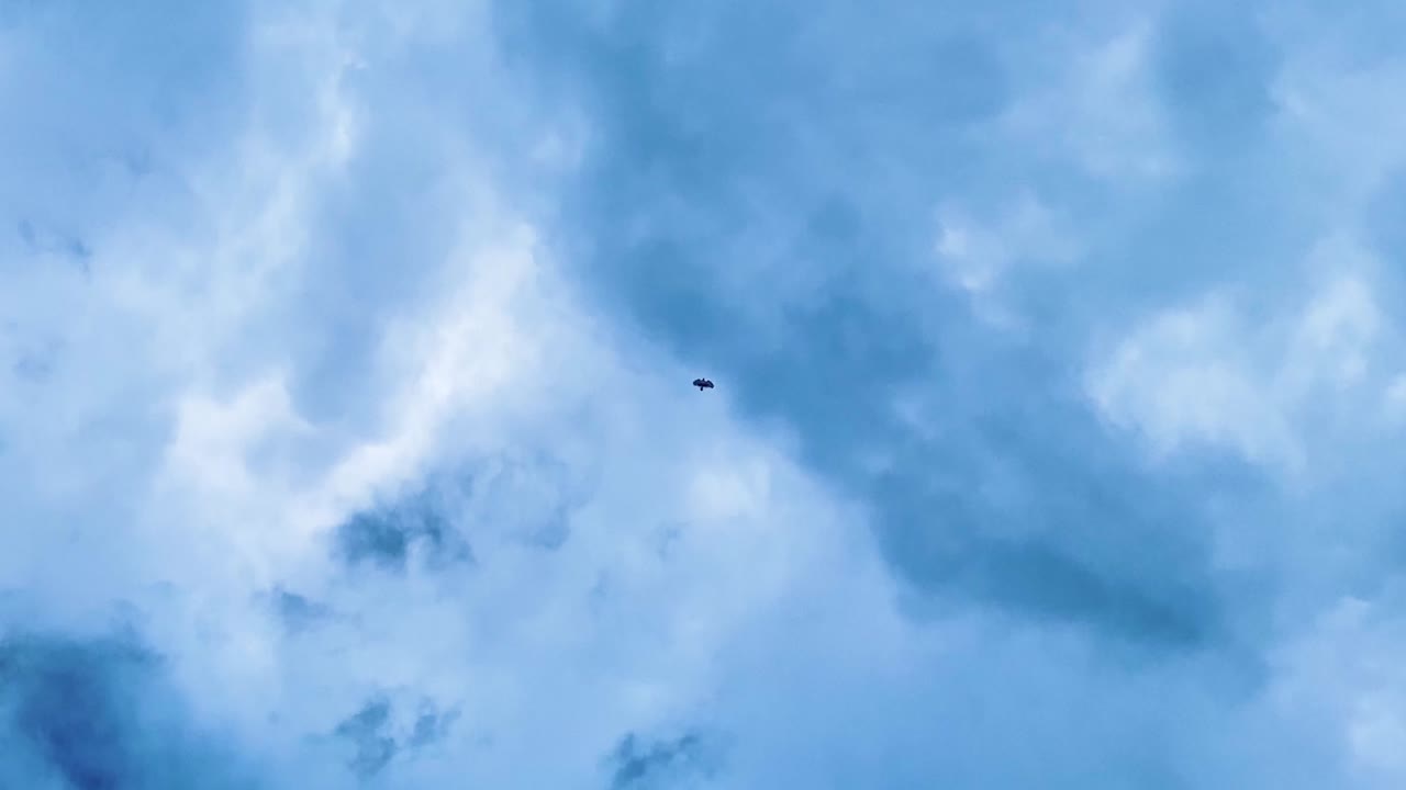 Flying Eagle Bird Soaring In Blue Sky - Silhouette Of Bird's Flight - Low Angle Shot