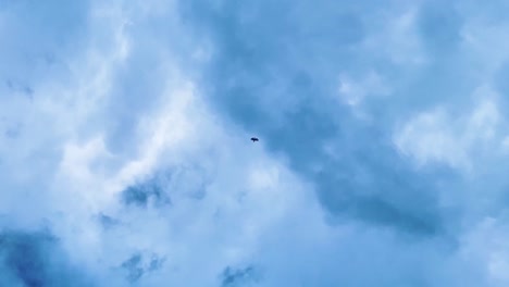 flying eagle bird soaring in blue sky - silhouette of bird's flight - low angle shot