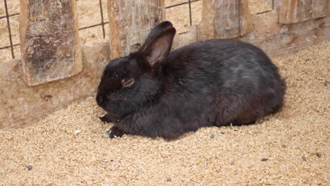 un conejo negro domesticado dormita perezosamente en su jaula - conejito mascota aislado