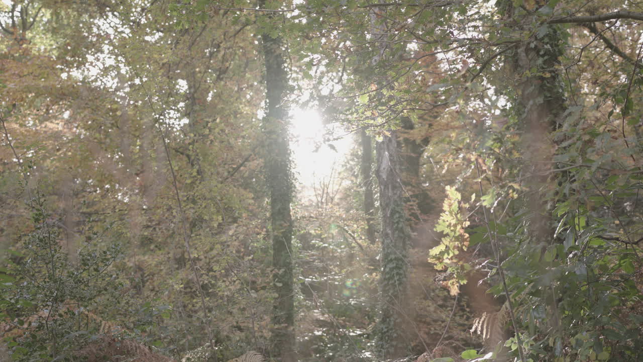 긴 잔디와 가을을 뚫는 태양 사이의 랙 포커스 - 가을 나무 줄 - 등급 없음