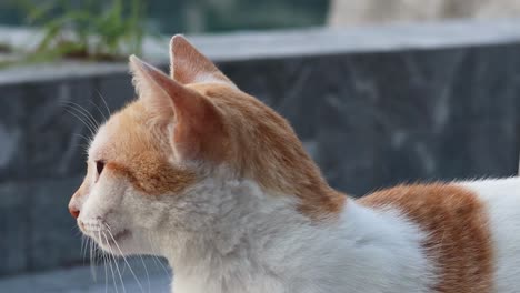 an orange and white cat attentively looks around on a wooden deck, showcasing its curious nature.